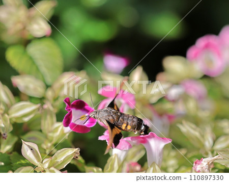 鳳雀從花中吸取花蜜 鳳雀從花中吸取花蜜 110897330
