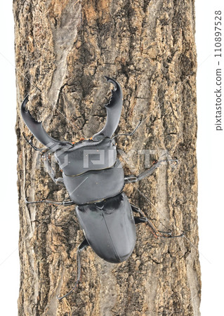 Sulawesio Ohirata Stag Beetle (Celebes Ohirata Stag Beetle) Sulawesio Ohirata Stag Beetle (Celebes Ohirata Stag Beetle) 110897528