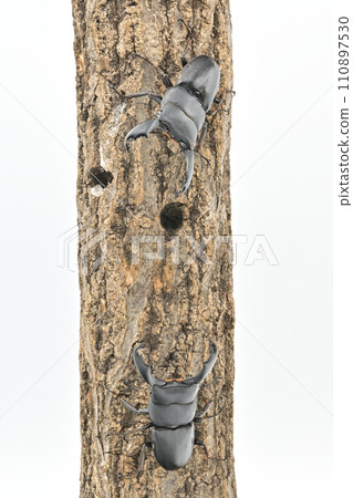 Sulawesio Ohirata Stag Beetle (Celebes Ohirata Stag Beetle) Sulawesio Ohirata Stag Beetle (Celebes Ohirata Stag Beetle) 110897530