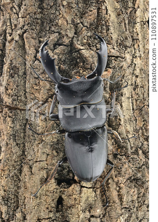 Sulawesio Ohirata Stag Beetle (Celebes Ohirata Stag Beetle) Sulawesio Ohirata Stag Beetle (Celebes Ohirata Stag Beetle) 110897531
