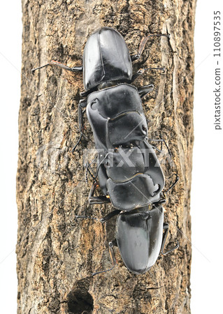 Sulawesio Ohirata Stag Beetle (Celebes Ohirata Stag Beetle) Sulawesio Ohirata Stag Beetle (Celebes Ohirata Stag Beetle) 110897535
