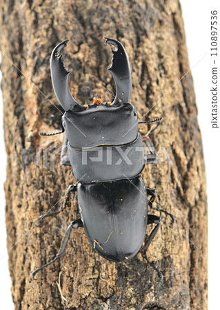 Sulawesio Ohirata Stag Beetle (Celebes Ohirata Stag Beetle) Sulawesio Ohirata Stag Beetle (Celebes Ohirata Stag Beetle) 110897536
