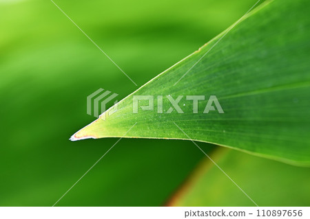 Green leaf close-up Green leaf close-up 110897656