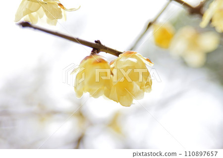 Plum blossoms on a cloudy day Plum blossoms on a cloudy day 110897657
