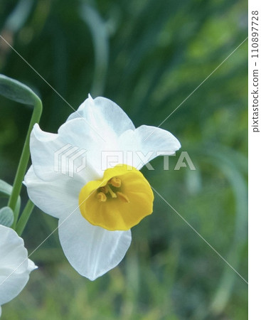 在花少的季節,水仙花卻是一道美麗的風景。 在花少的季節,水仙花卻是一道美麗的風景。 110897728