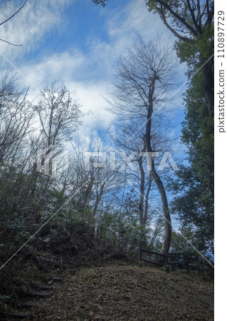 冬日的天空透過森林窺視 冬日的天空透過森林窺視 110897729
