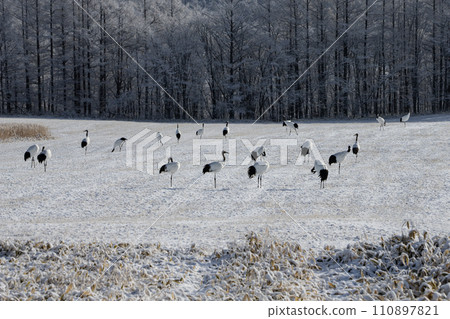 一台雪鶴 110897821