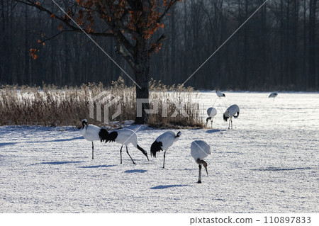 A snowy crane A snowy crane 110897833
