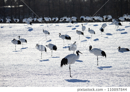 A snowy crane A snowy crane 110897844
