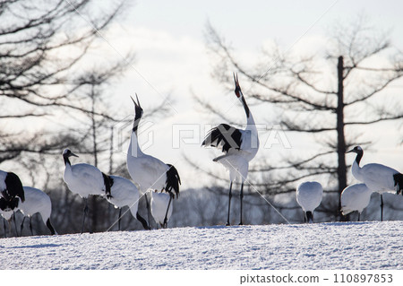 A snowy crane A snowy crane 110897853
