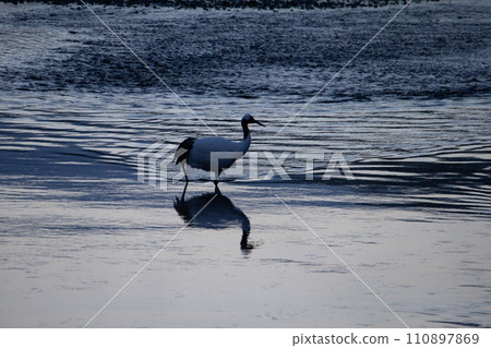 A snowy crane A snowy crane 110897869