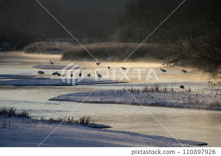 A snowy crane 110897926