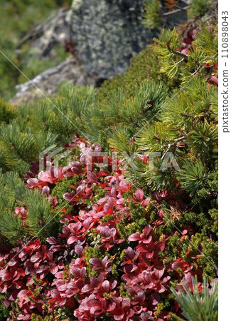酒色浦島杜鵑花 110898043