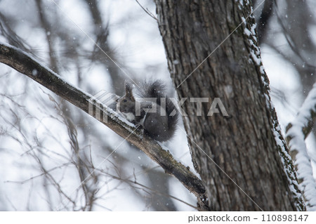 Ezolith in winter forest Ezolith in winter forest 110898147