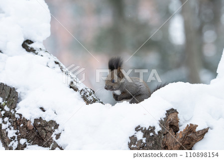 Ezolith在冬天森林裡 110898154