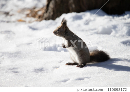 Ezolith in winter forest Ezolith in winter forest 110898172