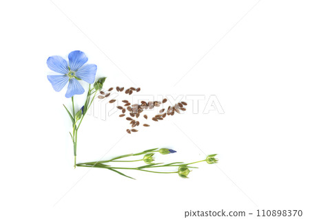 Common flax flowers, stalks and seeds isolated on white 110898370
