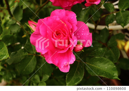 濕紅玫瑰紅玫瑰 110898608