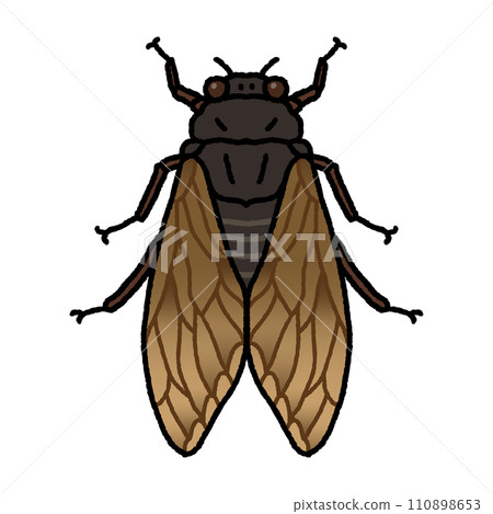 Cicadas 110898653