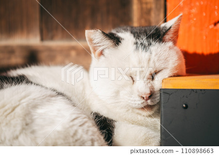 Outdoor cats that can withstand the cold Outdoor cats that can withstand the cold 110898663