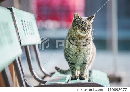 戶外貓能耐嚴寒嗎 110898677