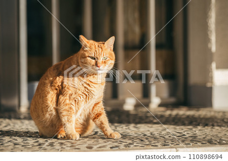 Outdoor cats that can withstand the cold 110898694