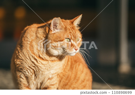 Outdoor cats that can withstand the cold 110898699