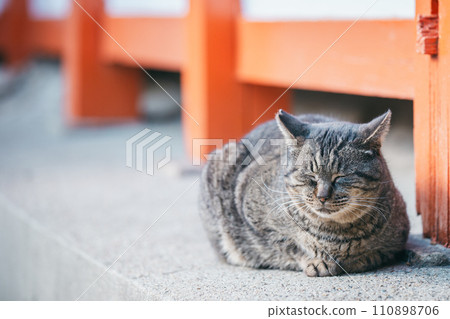 Outdoor cats that can withstand the cold 110898706