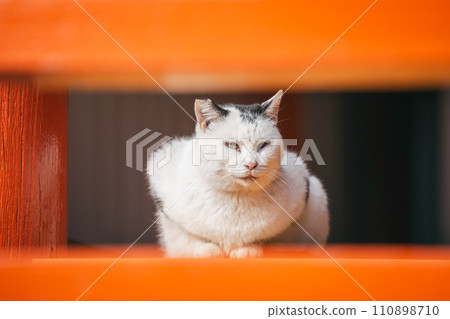 Outdoor cats that can withstand the cold Outdoor cats that can withstand the cold 110898710