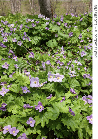 A beautiful white hyacinth blooms in the forest A beautiful white hyacinth blooms in the forest 110898769