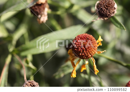 團子菊花開後 團子菊花開後 110899582