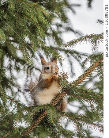 The squirrel with nut sits on tree in the winter or late autumn 110899781