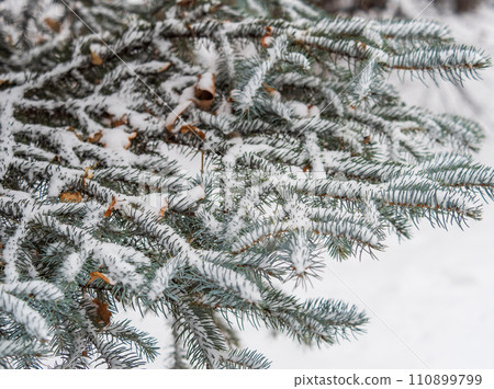Green fir branches in winter covered with snow. Branches of fir tree as background. Frosty spruce branches. Outdoor with snowy winter nature. Forest landscape Green fir branches in winter covered with snow. Branches of fir tree as background. Frosty spruce branches. Outdoor with snowy winter nature. Forest landscape 110899799