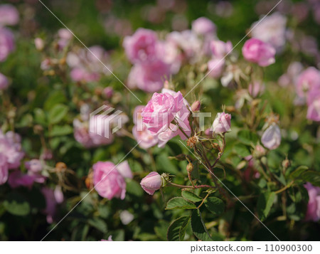 Field of Damascena roses in sunny summer day . Rose petals harvest for rose oil perfume production. village Guneykent in Isparta region, Turkey a real paradise for eco-tourism. Field of Damascena roses in sunny summer day . Rose petals harvest for rose oil perfume production. village Guneykent in Isparta region, Turkey a real paradise for eco-tourism. 110900300