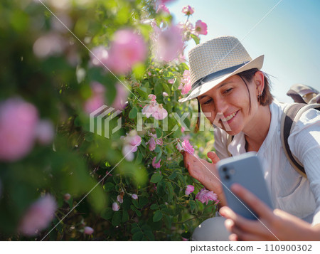 woman enjoying the aroma and make photo in her smartphone in Field of Damascena roses in sunny summer day . village Guneykent in Isparta region, Turkey a real paradise for eco-tourism. woman enjoying the aroma and make photo in her smartphone in Field of Damascena roses in sunny summer day . village Guneykent in Isparta region, Turkey a real paradise for eco-tourism. 110900302