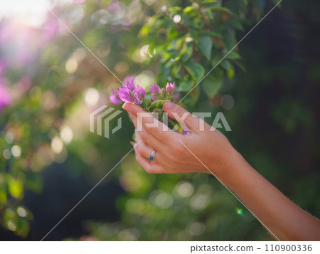 female hand delicately holds bougainvillea flowers, adding vibrant and graceful presence to natural surroundings. The flower's bright colors are beautiful contrast to park's lush greenery. female hand delicately holds bougainvillea flowers, adding vibrant and graceful presence to natural surroundings. The flower's bright colors are beautiful contrast to park's lush greenery. 110900336