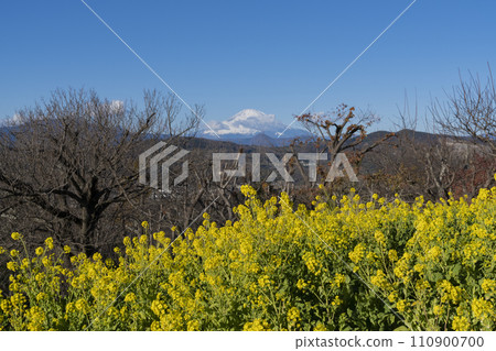 油菜花和富士山 油菜花和富士山 110900700