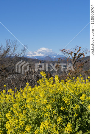 油菜花和富士山 油菜花和富士山 110900704