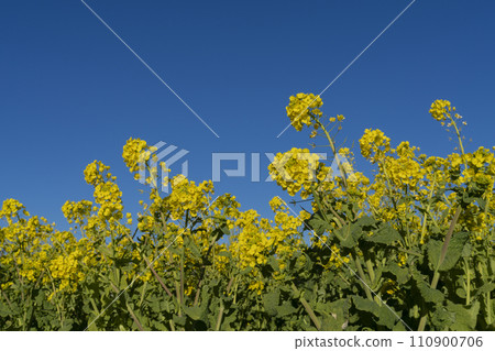 強姦開花 強姦開花 110900706