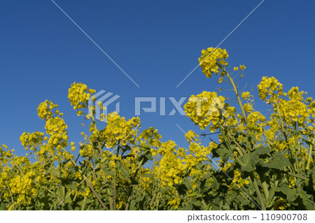 強姦開花 強姦開花 110900708