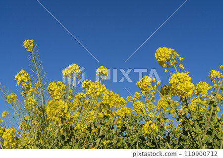 Rape blossoms 110900712