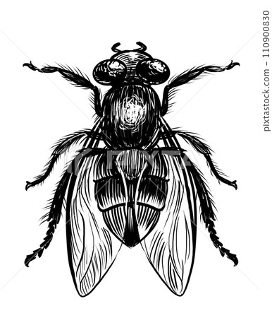 Home fly. Hand-drawn retro styled black and white illustration 110900830