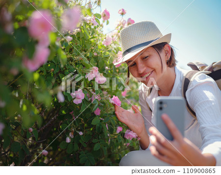 woman enjoying the aroma and make photo in her smartphone in Field of Damascena roses in sunny summer day . village Guneykent in Isparta region, Turkey a real paradise for eco-tourism. 110900865