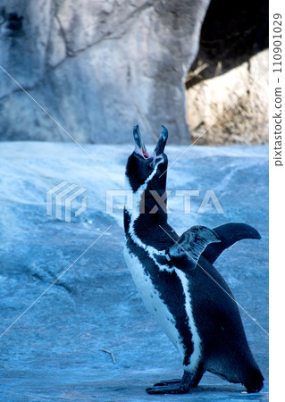 crying penguin ③ 110901029