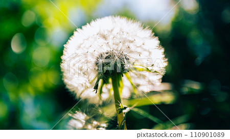Dandelion cotton hat 110901089