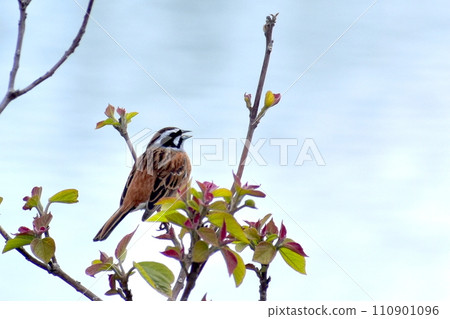 Kanmuda Park Yamaguchi Sparrow Sparrow Sparrow 110901096