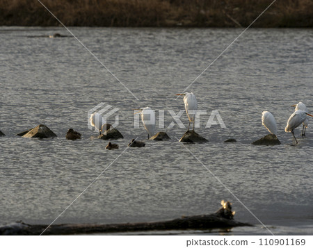 一隻白鷺鷥站在河邊的岩石地區 110901169
