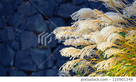 石牆前的潘帕斯草 110901349