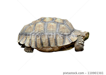 African spurred tortoise or Geochelone sulcata isolated 110901381