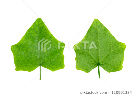 Coccinia grandis leaf isolated Coccinia grandis leaf isolated 110901384